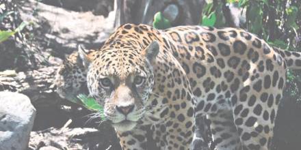 Selva Arutam, recreada en el bioparque Amaru, para el hábitat de dos jaguares