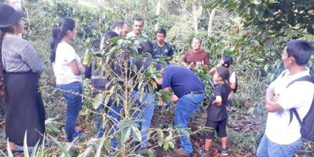 Caficultores de la provincia de Zamora Chinchipe son capacitados