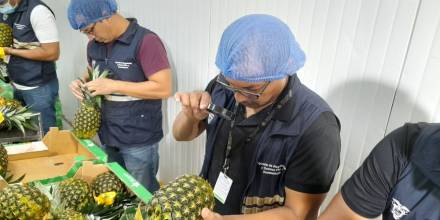 La piña ecuatoriana llega a Perú 