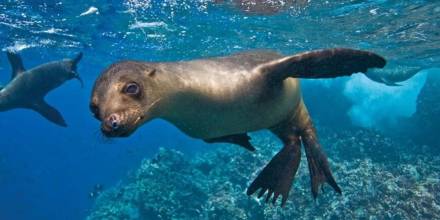 Galápagos recibirá fondos de canje de deuda desde último trimestre