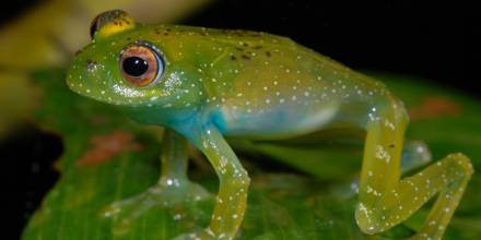 El color de sapos y ranas les ayuda a combatir los cambios ambientales y los patógenos