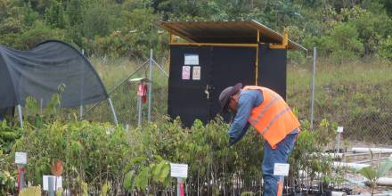 Científicos contratados por Lundin Gold trabajan con semillas y plantas en Zamora