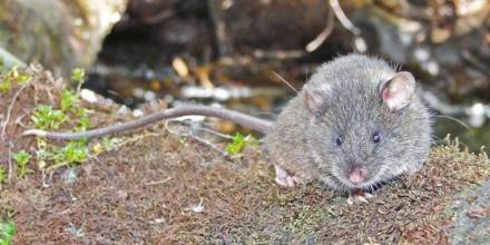 Registran nueva especie de ratón endémico en Ecuador