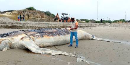 Ballena jorobada, que se varó en playa de Posorja, fue enterrada