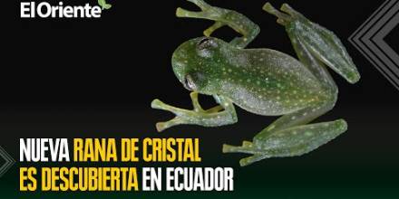 Descubren nueva especie de rana de cristal