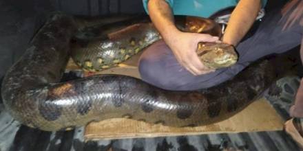 Sucumbíos: rescatan anaconda de más 4 metros de longitud en zona urbana de Lago Agrio
