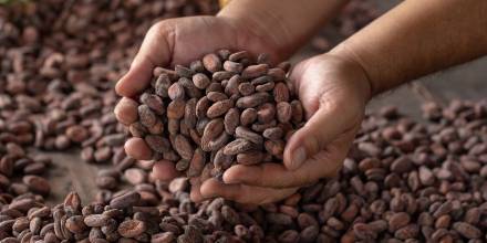 2020, el año del cacao ecuatoriano