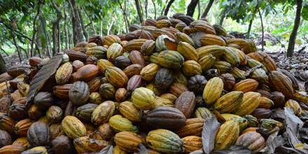 Cacao: Zamora y Sucumbíos podrían beneficiarse