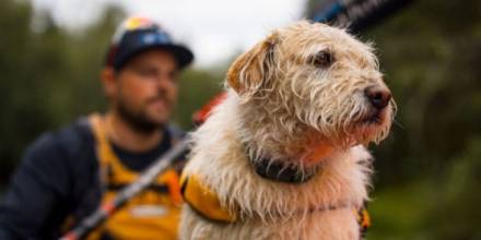 Arthur, el perro callejero ecuatoriano, está en la pantalla grande