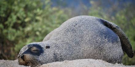 Galápagos: Censo registra más de 23.000 iguanas y 5.800 lobos marinos