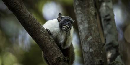 El primate más amenazado de la Amazonía se ahoga ante el avance de la ciudad