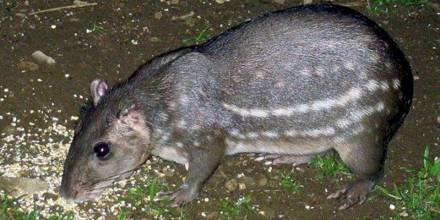 Estudio revela que la paca de montaña es carnívora 