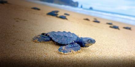 11.580 tortugas marinas nacieron en las playas de Manabí en 2022