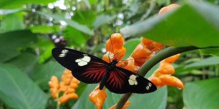 Dedalma se ha convertido en un refugio de mariposas en Pastaza 