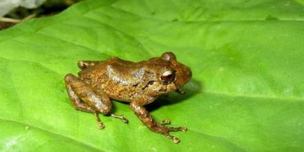 Nueva especie de rana es descubierta en el corredor Llanganates-Sangay