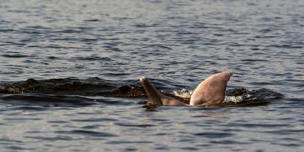 Investigadores logran escuchar a los delfines de río en peligro de extinción en Amazonas 