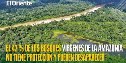 El 42 % de los bosques vírgenes de la Amazonía no tiene protección y pueden desaparecer