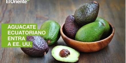 El aguacate ecuatoriano se comienza a exportar a Estados Unidos
