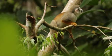 Ecuador prepara canje de deuda para protección de la Amazonía 