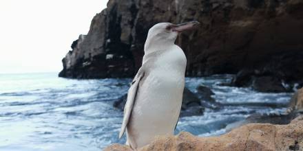 Avistan en Galápagos un pingüino con leucismo