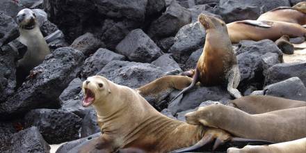 Fortalecen combate contra el tráfico de especies silvestres en Galápagos