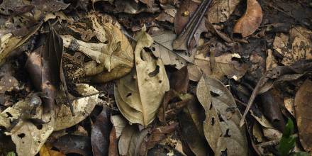 Can YOU spot the frog? Amphibian uses its camouflage to hide from predators in the Amazon