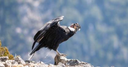 Animales  de la Sierra Ecuatoriana 