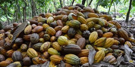 El precio del cacao se encuentra sobre los $ 7.000 en el mercado internacional