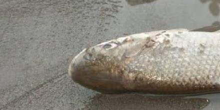 Miles de peces muertos aparecieron en orillas del río Anzu en Napo