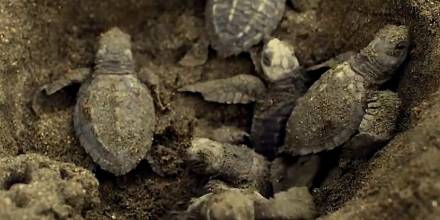 En Manabí nacieron 4.900 tortugas marinas ‘golfinas’