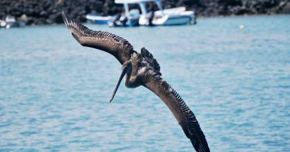 Con canjes de deuda, Ecuador espera $ 920 millones para Galápagos y Amazonía