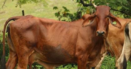 Carne bovina congelada será exportada a Egipto