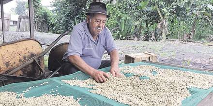 Unas 1.800 familias de la nacionalidad Shuar, en Morona, cultivan café