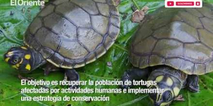 La conservación de las tortugas charapas en el Yasuní