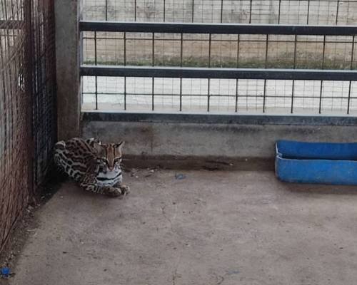 Animales silvestres fueron rescatados en Guayaquil