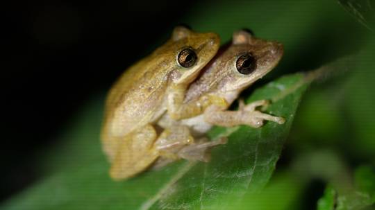 El 4 % de las especies introducidas en Galápagos son "invasoras"