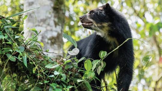 Tiene una extensión de 287.000 hectáreas en las que se encuentran doce tipos diferentes de bosques