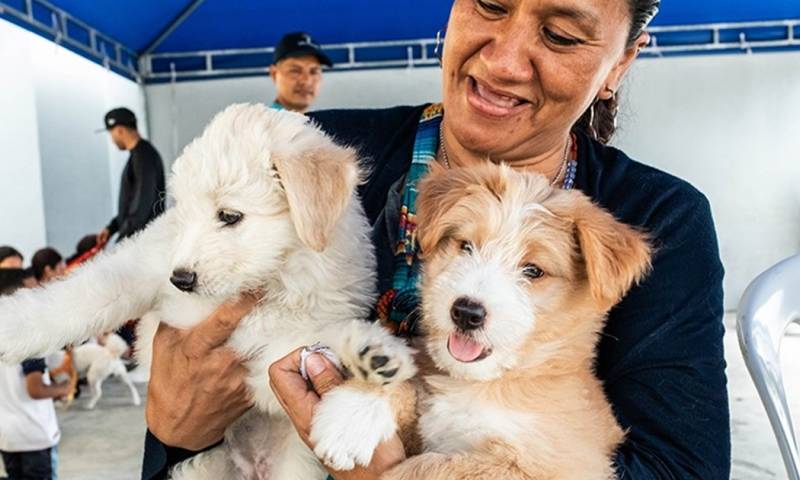 Los cachorros se encuentran sanos, con sus vacunas y desparasitados / Foto: cortesía Municipio de Guayaquil 