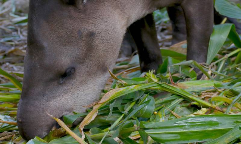 El tapir, la guatusa, la guanta y el armadillo son las especies más amenazadas debido a la destrucción de su hábitat / Foto: cortesía