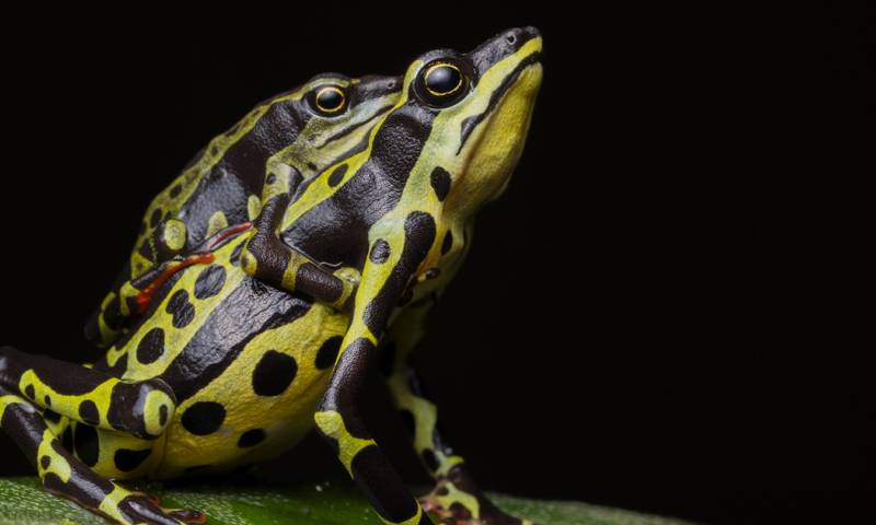 Sus llamativos colores posiblemente son utilizados como advertencia ante depredadores / Foto: cortesía Jaime Culebras