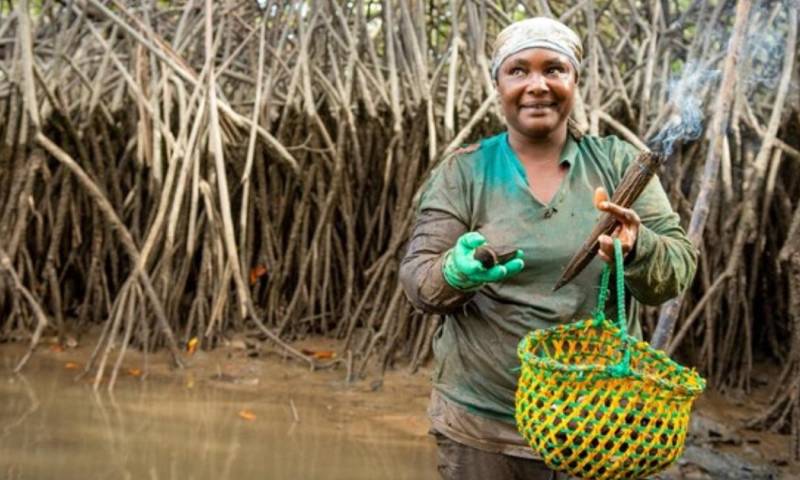 Existen unas 60 asociaciones de custodia de manglares a nivel nacional, que congrega a unos 5.000 artesanos / Foto: cortesía 