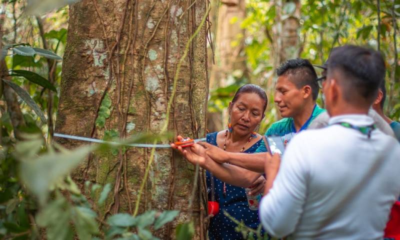 La herramienta fue desarrollada por el Programa Integral Amazónico de Conservación de Bosques y Producción Sostenible (PROAmazonía)/ Foto: cortesía FAO