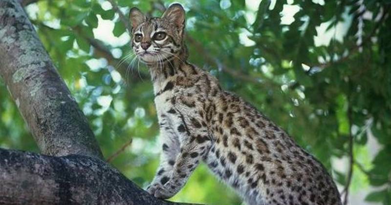 También se observaron otras especies con alteraciones genéticas, como agutíes negros, tayras y coatíes andinos / Foto: cortesía 