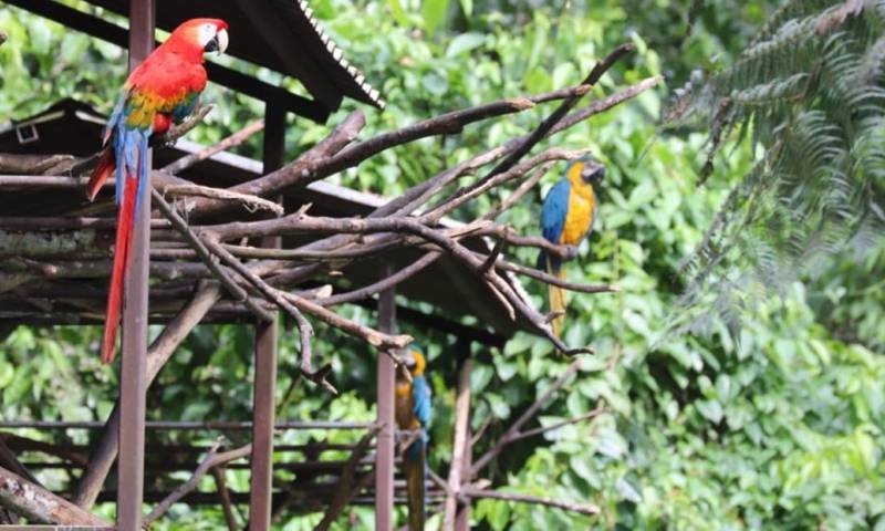 El Parque Ecológico Nueva Loja es un santuario de fauna y flora / Foto: cortesía MAATE