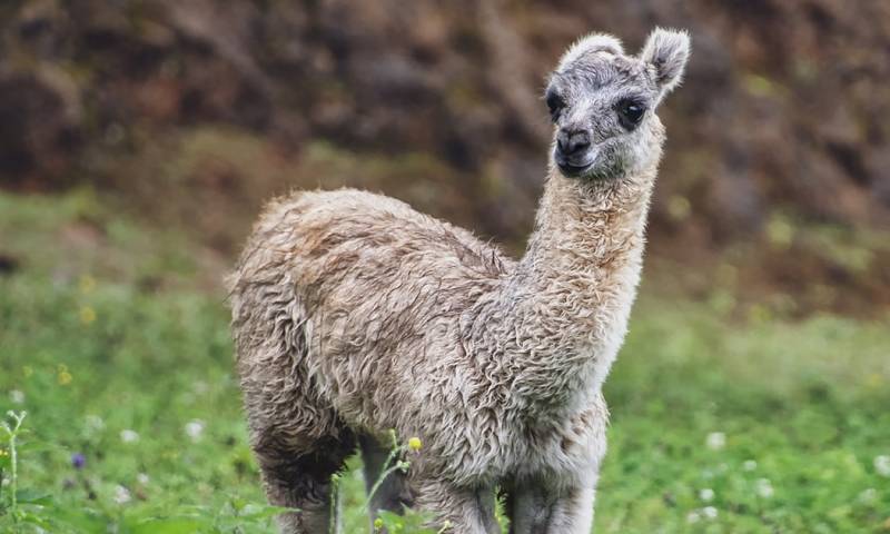 Este proyecto ha permitido que la crianza certificada de alpacas cambie la vida de 33 comunidades indígenas / Foto: Pixabay