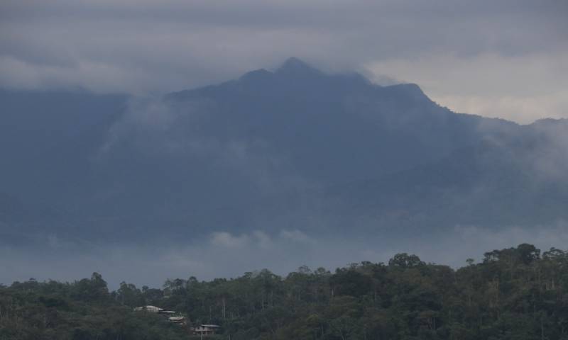 El estudio también mostró que muchas especies pueden vivir en diferentes regiones de la selva / Foto: El Oriente