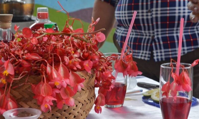 La begonia tiene propiedades medicinales / Foto: cortesía 