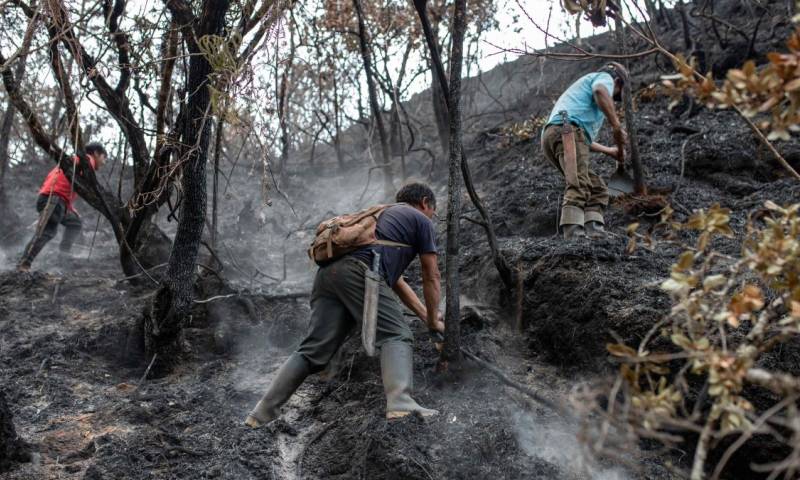  Más del 90 % de los incendios forestales que se desataron en el país ya han sido extinguidos / Foto: EFE