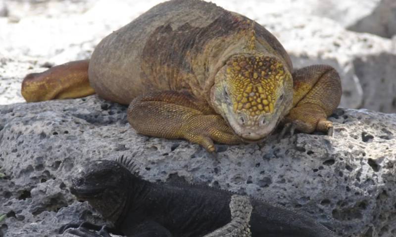 Se recolectó muestras biológicas e información clave sobre las amenazas que enfrenta esta especie / Foto: cortesía Galápagos Conservancy