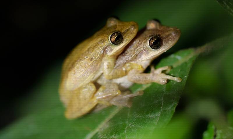 El primer registro data de 1600, con la introducción de la rata negra y el ratón doméstico / Foto: cortesía Fundación Charles Darwin